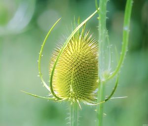 Preview wallpaper teasel, flower, plant, thorns