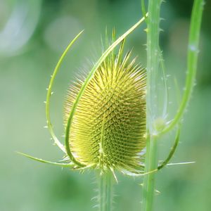 Preview wallpaper teasel, flower, plant, thorns