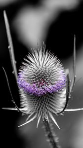 Preview wallpaper teasel, flower, thorns, blur