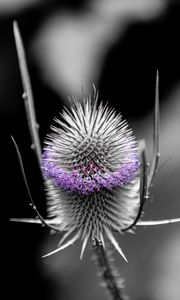 Preview wallpaper teasel, flower, thorns, blur