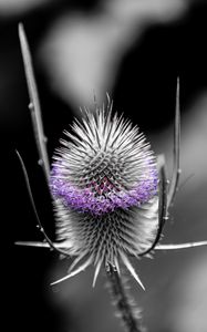 Preview wallpaper teasel, flower, thorns, blur