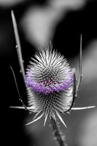 Preview wallpaper teasel, flower, thorns, blur