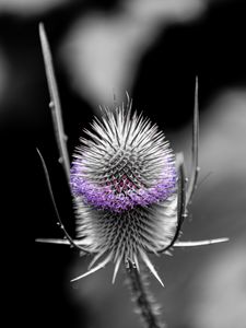 Preview wallpaper teasel, flower, thorns, blur