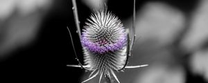 Preview wallpaper teasel, flower, thorns, blur