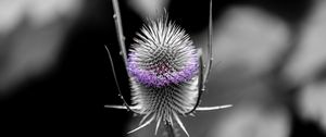 Preview wallpaper teasel, flower, thorns, blur