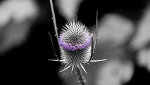 Preview wallpaper teasel, flower, thorns, blur