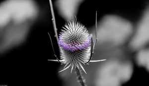 Preview wallpaper teasel, flower, thorns, blur