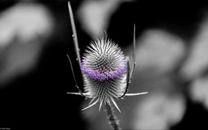 Preview wallpaper teasel, flower, thorns, blur