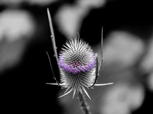 Preview wallpaper teasel, flower, thorns, blur