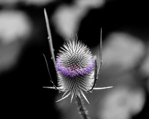 Preview wallpaper teasel, flower, thorns, blur