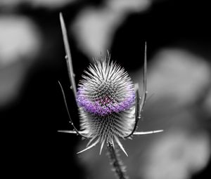 Preview wallpaper teasel, flower, thorns, blur