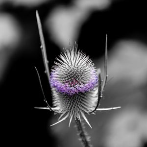 Preview wallpaper teasel, flower, thorns, blur