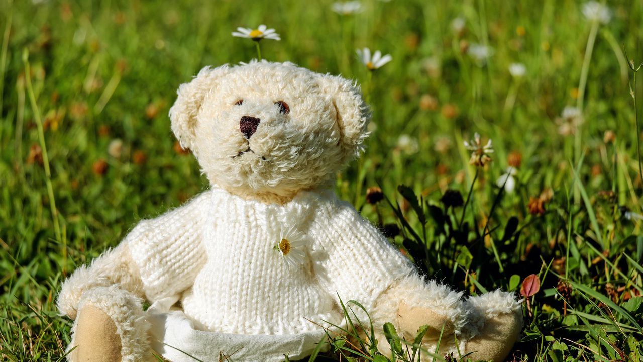 Wallpaper teddy bear, toy, jacket, grass