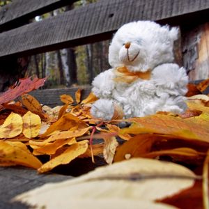 Preview wallpaper teddy bear, toy, loneliness, autumn, bench, leaves