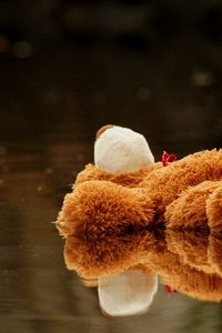 Preview wallpaper teddy bear, toy, pool, water