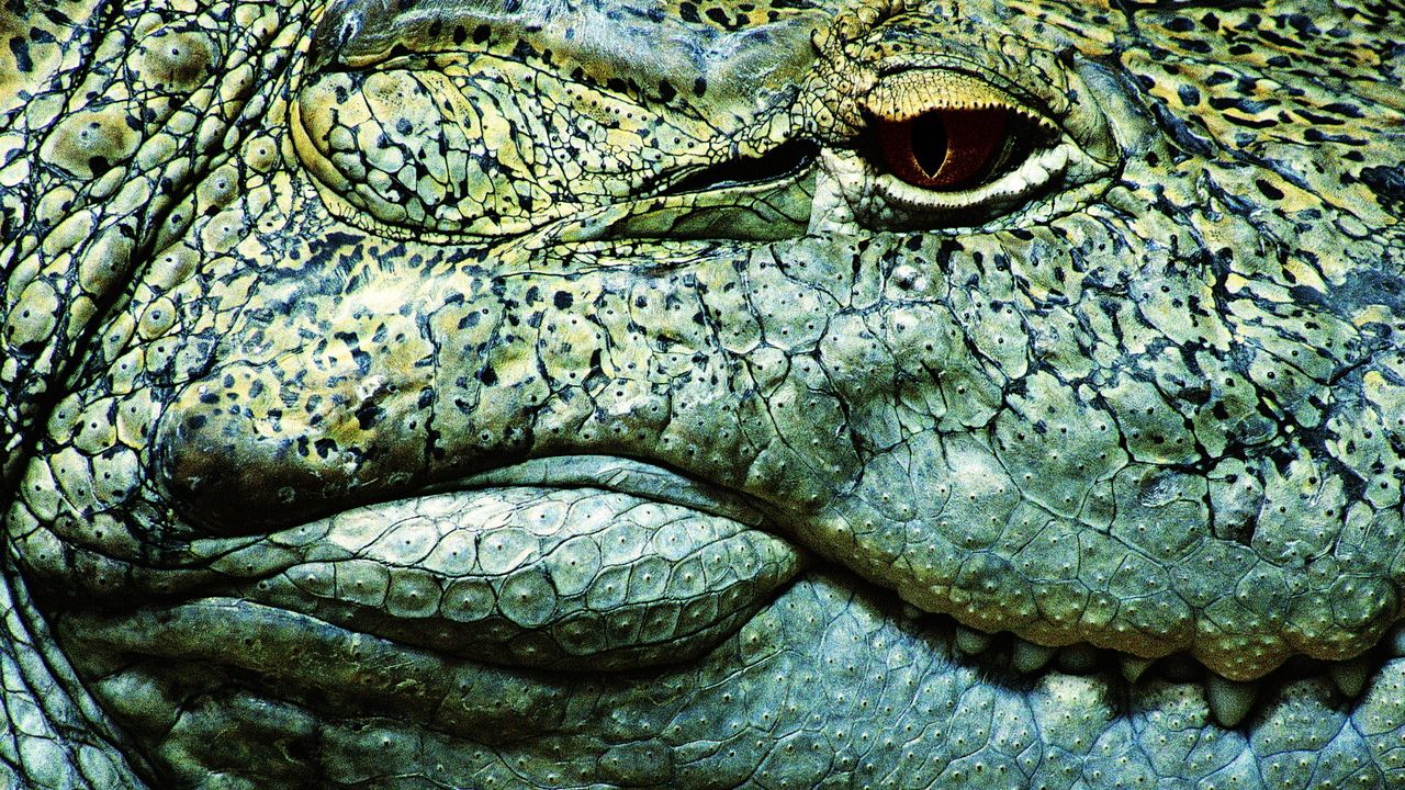 Wallpaper teeth, crocodile, eye