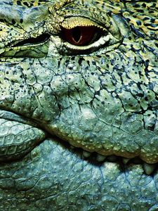 Preview wallpaper teeth, crocodile, eye