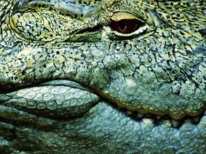 Preview wallpaper teeth, crocodile, eye