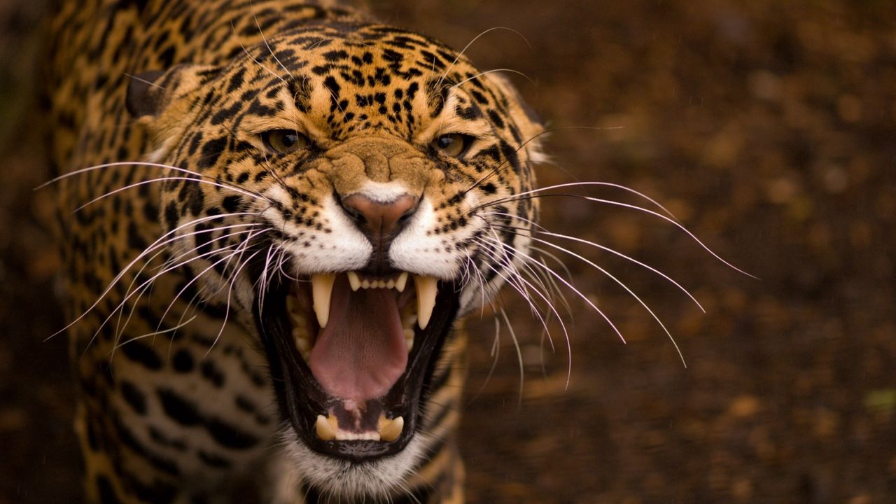 Wallpaper teeth, jaguar, cat, eyes