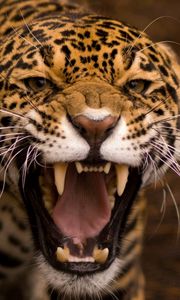 Preview wallpaper teeth, jaguar, cat, eyes
