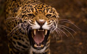 Preview wallpaper teeth, jaguar, cat, eyes