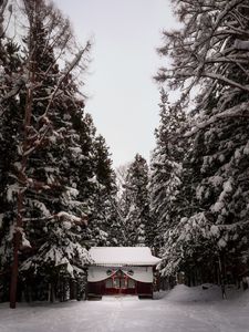 Preview wallpaper temple, forest, snow, winter, nature