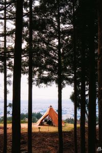 Preview wallpaper tent, forest, camping, meadow