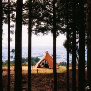 Preview wallpaper tent, forest, camping, meadow