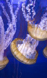 Preview wallpaper tentacles, jellyfish, underwater world, blue background