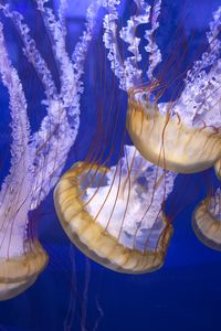 Preview wallpaper tentacles, jellyfish, underwater world, blue background