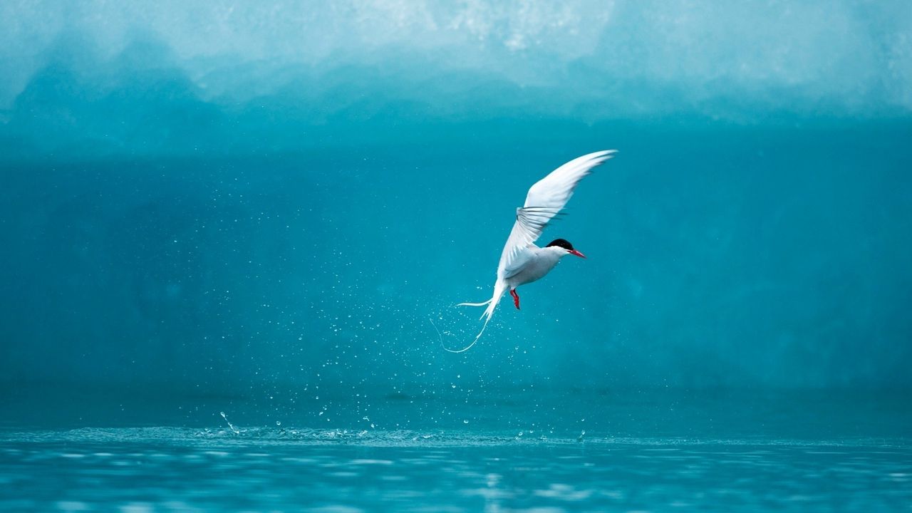 Wallpaper tern, arctic, bird, water, spray