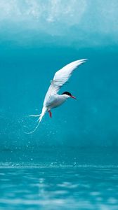 Preview wallpaper tern, arctic, bird, water, spray