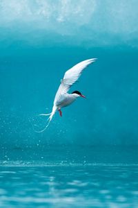 Preview wallpaper tern, arctic, bird, water, spray