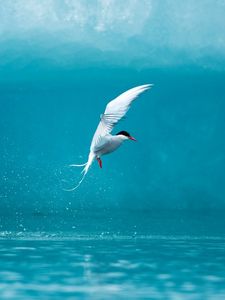 Preview wallpaper tern, arctic, bird, water, spray