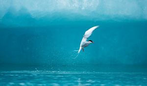 Preview wallpaper tern, arctic, bird, water, spray