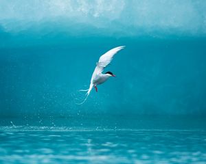 Preview wallpaper tern, arctic, bird, water, spray