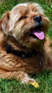 Preview wallpaper terrier, dog, muzzle, protruding tongue
