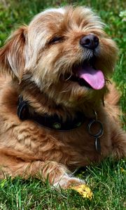 Preview wallpaper terrier, dog, muzzle, protruding tongue