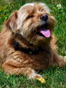 Preview wallpaper terrier, dog, muzzle, protruding tongue