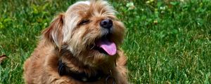 Preview wallpaper terrier, dog, muzzle, protruding tongue