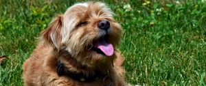 Preview wallpaper terrier, dog, muzzle, protruding tongue