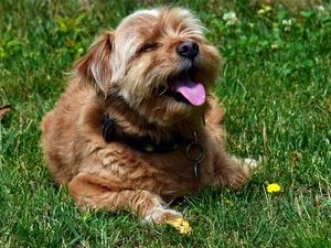 Preview wallpaper terrier, dog, muzzle, protruding tongue