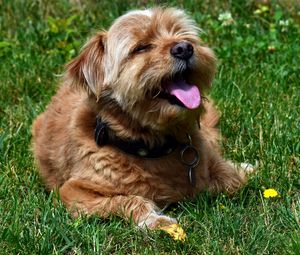 Preview wallpaper terrier, dog, muzzle, protruding tongue