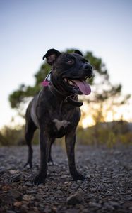 Preview wallpaper terrier, dog, pet, protruding tongue, funny