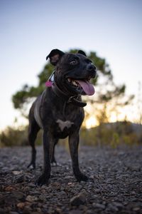 Preview wallpaper terrier, dog, pet, protruding tongue, funny