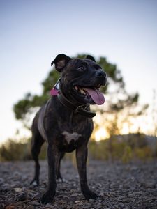 Preview wallpaper terrier, dog, pet, protruding tongue, funny