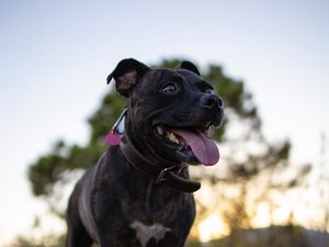 Preview wallpaper terrier, dog, pet, protruding tongue, funny