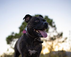 Preview wallpaper terrier, dog, pet, protruding tongue, funny