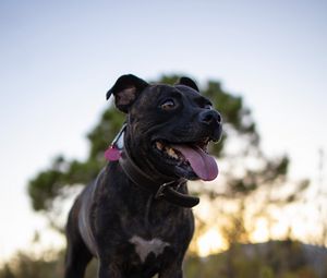 Preview wallpaper terrier, dog, pet, protruding tongue, funny