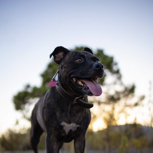 Preview wallpaper terrier, dog, pet, protruding tongue, funny